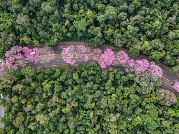 Ipês-roxos pintam Maringá de roxo e viram cartão-postal da cidade