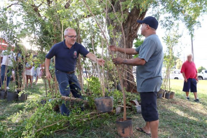 Sema distribui 100 mudas de árvores grátis na zona oeste nesta terça