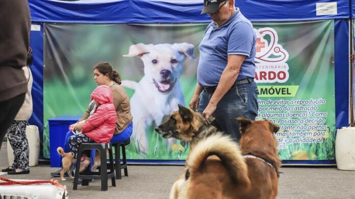 Curitiba abre 4.930 vagas para castrar cães e gatos de graça em três regiões