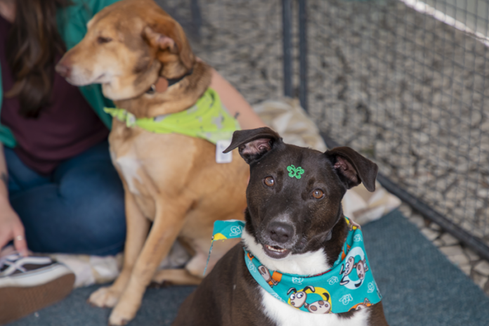 Domingo no Centro de 23 de agosto reúne adoção, vacinação e encontro de cães resgatados