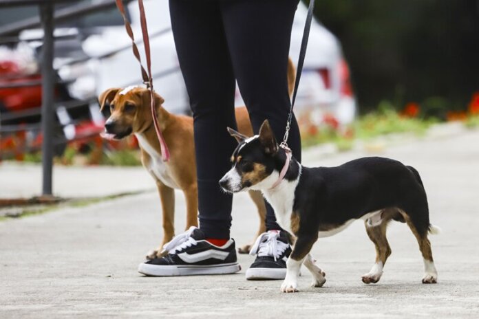 Pet shops com câmeras ganham selo de segurança em Curitiba