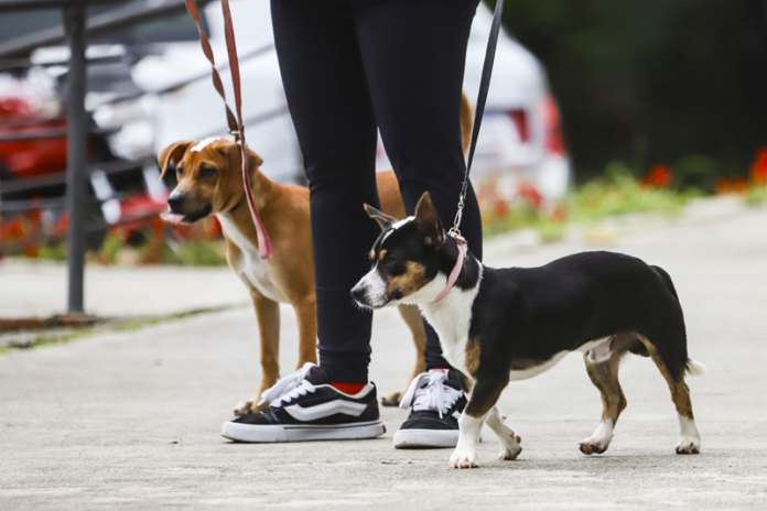 Pet shops com câmeras ganham selo de segurança em Curitiba