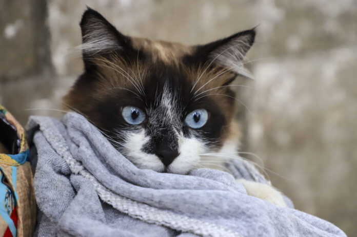 12 mil vagas de vacinação para cães e gatos em Curitiba durante setembro