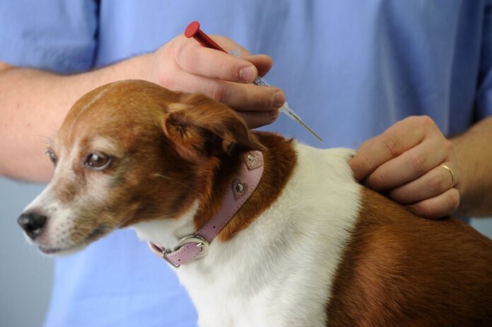Curitiba abre 12 mil vagas gratuitas para vacinar cães e gatos em setembro