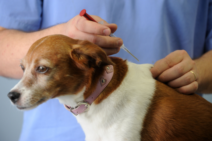 Curitiba abre 12 mil vagas gratuitas para vacinar cães e gatos em setembro