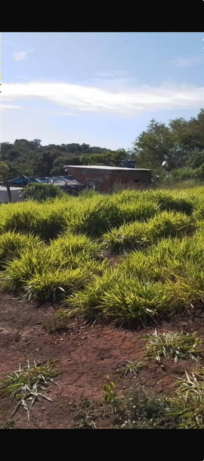 Prefeitura remove barracos em ocupação do Jupira que dura desde fevereiro de 2025