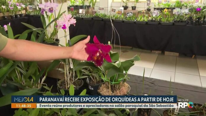 Exposição de orquídeas em Paranavaí vai até domingo