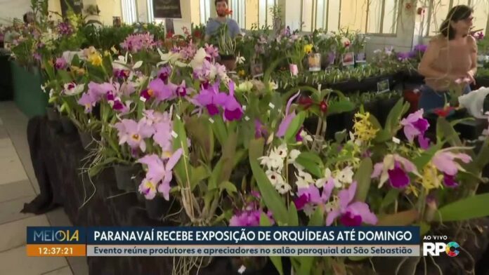 Exposição de Orquídeas reúne produtores e apreciadores em Paranavaí
