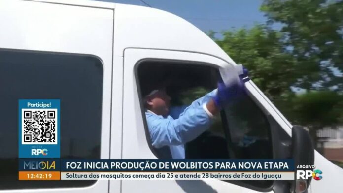 Foz do Iguaçu expande produção de mosquitos contra dengue para 28 bairros