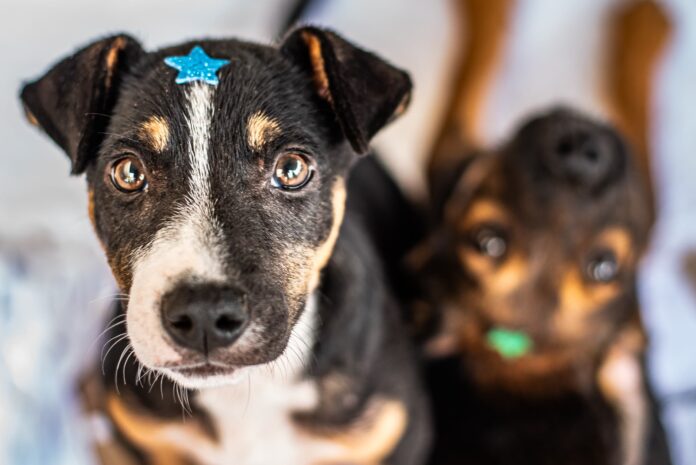 Paranaguá oferece 5.900 vagas de atendimento veterinário gratuito de 24 a 28 de agosto