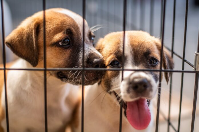 Quase 6 mil cães e gatos ganham atendimento veterinário gratuito em Paranaguá