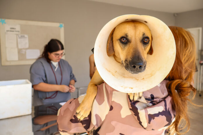 Julho Dourado vacina 751 animais e coloca 30 em novos lares