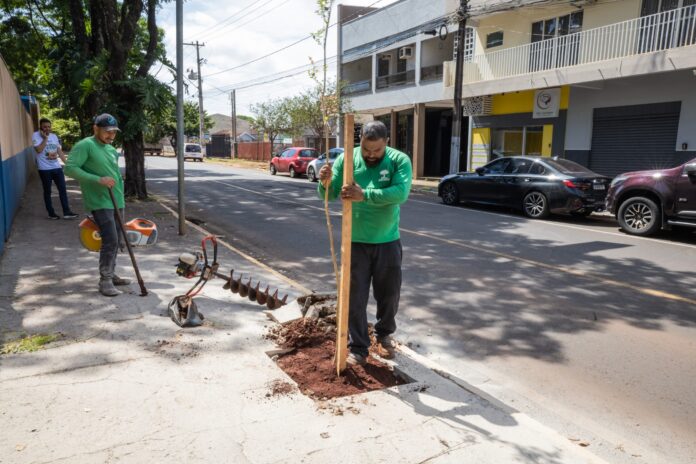 Prefeitura oferece manual e mudas grátis para plantar árvore na calçada corretamente