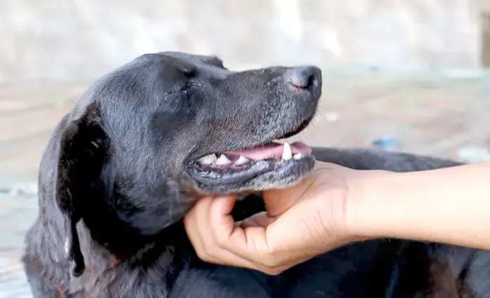 Cambé abre inscrições para Conselho de Proteção Animal