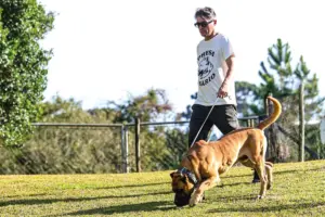 Cães e gansos reforçam segurança na zona rural, mas exigem manejo correto