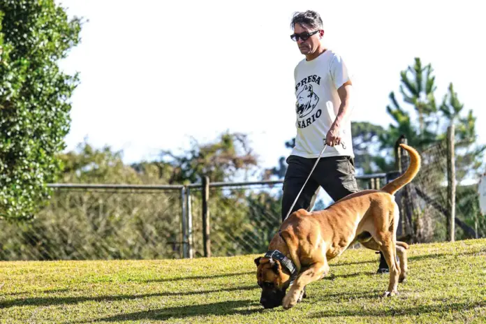 Cães e gansos reforçam segurança na zona rural, mas exigem manejo correto
