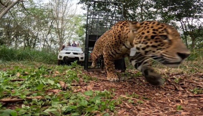 Onça-pintada resgatada em Foz do Iguaçu volta à floresta monitorada por GPS
