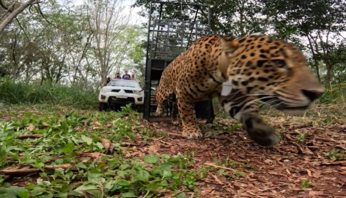 Onça-pintada resgatada em Foz do Iguaçu volta à floresta monitorada por GPS