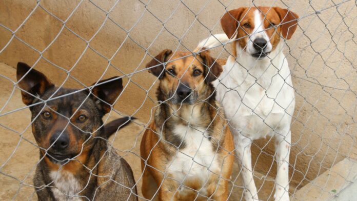 Castro cria banco de dados dos animais com microchip; saiba como funciona