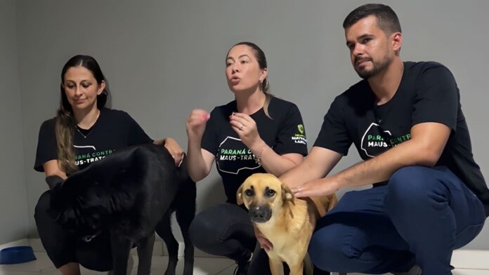 Dois cães desaparecidos em Araucária são encontrados em Campo Largo; buscas continuam pelos outros dois