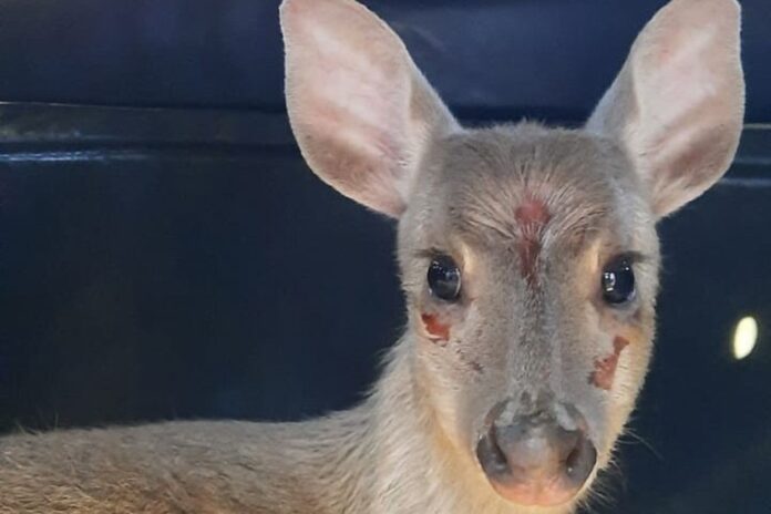 Veado ferido resgatado em Irati recebe tratamento e volta à natureza