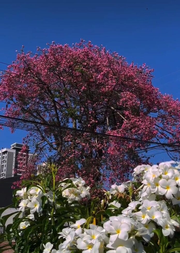 Cascavel tem segunda ensolarada com máxima de 22°C e sem chuva