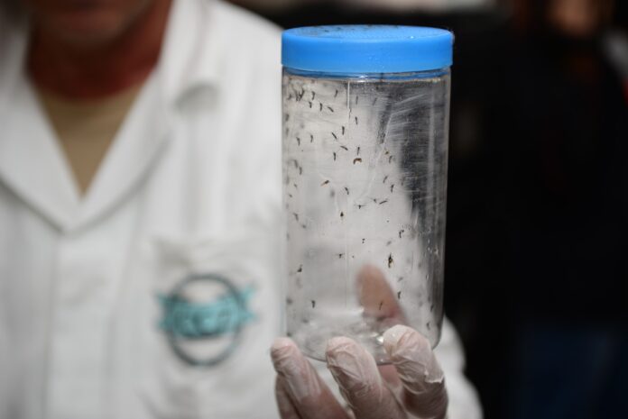 Foz do Iguaçu amplia método contra dengue com 28 bairros; veja como funciona
