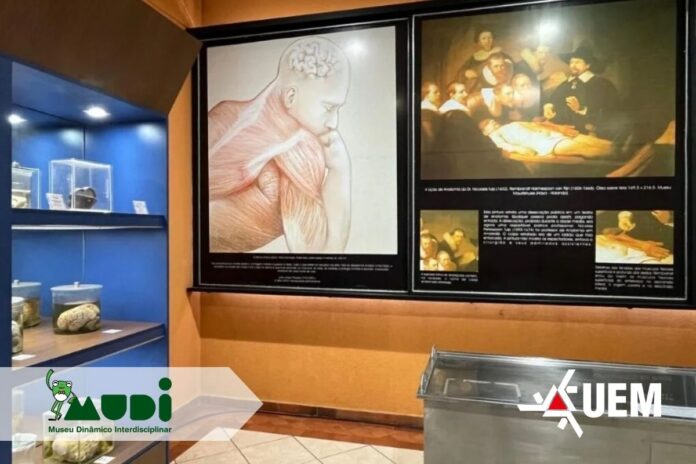 Museu da UEM abre domingo com aula prática sobre corpo humano
