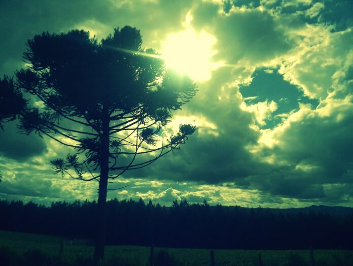 Silhueta de araucária contra o sol nos Campos Gerais, no Paraná