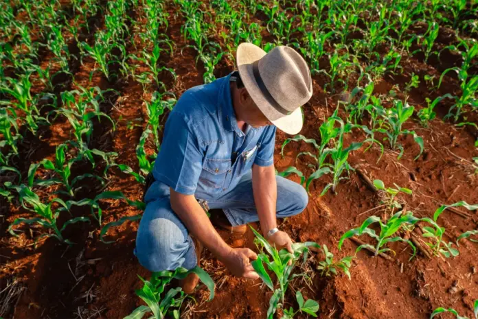 Cambé reúne 400 pessoas em ação do Dia Nacional do Campo Limpo