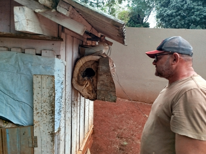 Prefeitura resgata colônia de abelhas nativas em propriedade rural de Arapongas