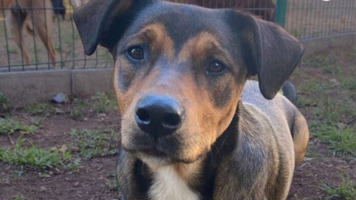 Degusto Café promove feira de adoção e arrecada para proteção animal neste sábado