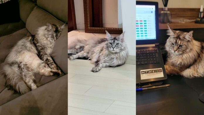 Gato Maine Coon de 1,08 metro vira celebridade em Maringá e é tratado como filho pela família