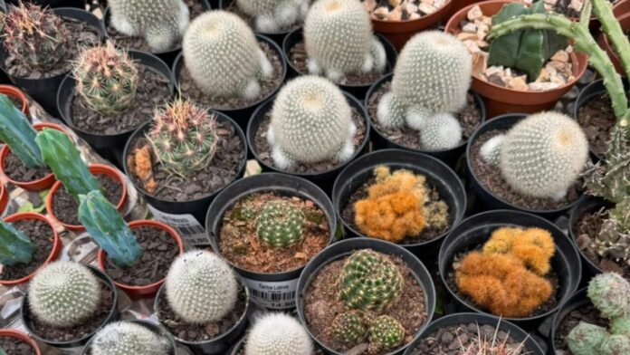 Festival de Suculentas em Curitiba vende plantas a partir de R$ 1,99