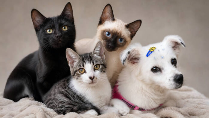 Boulevard Shopping realiza adoção de cães e gatos neste domingo em Londrina