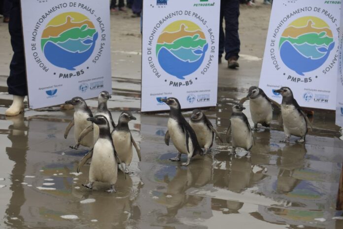 Nove pinguins recuperados voltam ao mar em Pontal do Sul