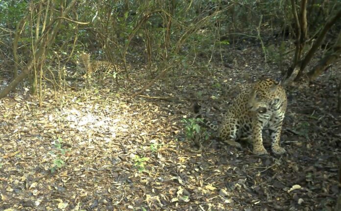 Novo casal de onça-pintada é flagrado no Parque Nacional do Iguaçu
