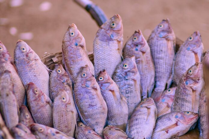 Tilapias em tanque de piscicultura