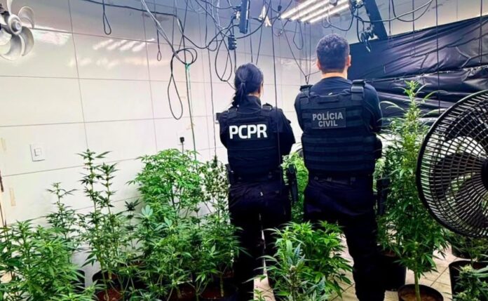 Polícia desativa laboratório com 186 pés de maconha em Mandaguari