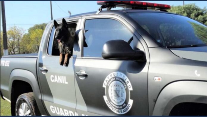 Guarda Municipal leva show com cães do canil para aproximar alunos de Arapongas