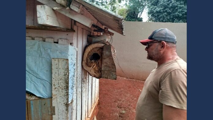 Prefeitura resgata colônia de abelhas nativas em Arapongas e expande projeto de proteção