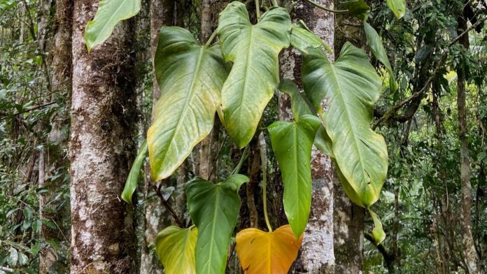 Planta rara da Mata Atlântica é descoberta em fotos de observação de aves