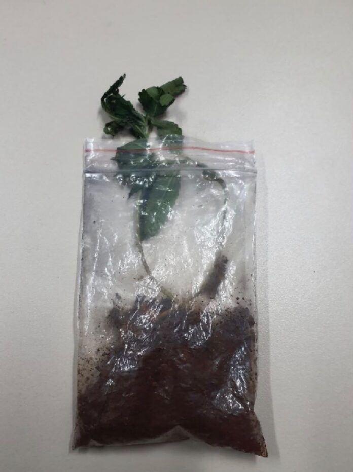 Botão de pânico é acionado em ônibus de Toledo após uso de cigarro eletrônico