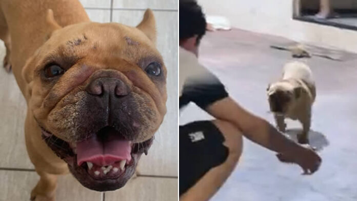 Cachorra desaparecida há 5 dias é encontrada após matéria e volta para casa