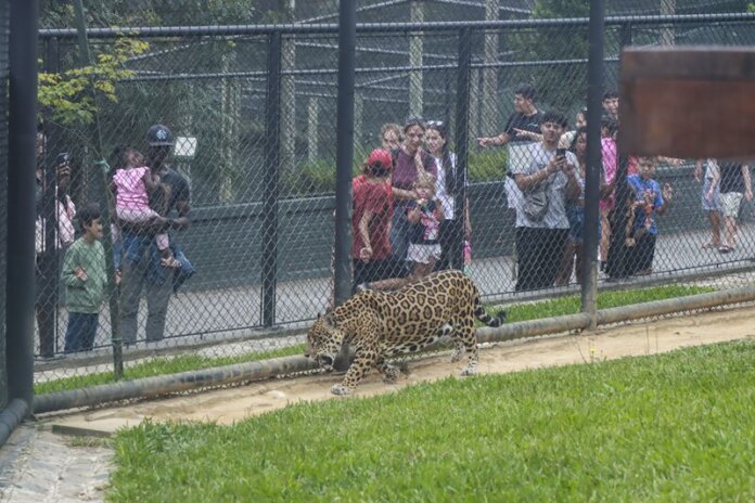 Zoológico de Curitiba abre neste fim de semana, obras fecham espaço na segunda