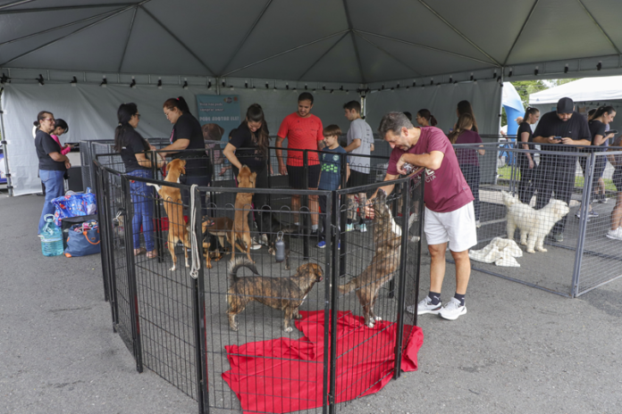 Parque Barigui recebe evento de adoção com 50 cães neste sábado