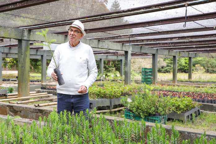 Horto Municipal da Barreirinha produz 5 a 6 mil mudas de araucária por ano em Curitiba