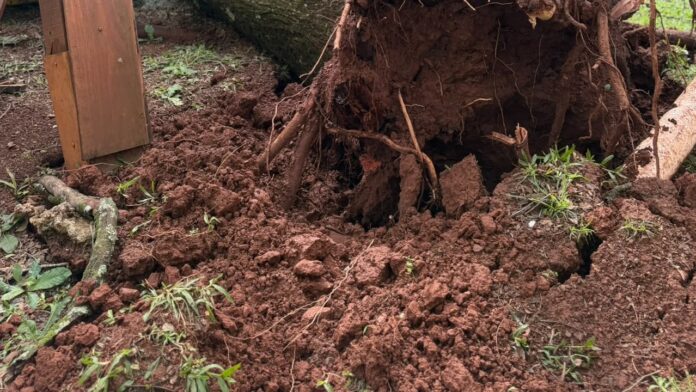 Temporal derruba árvores e destela casas em Francisco Beltrão; defesa civil atende 18 imóveis