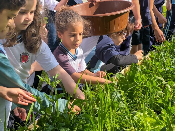 Maringá cultiva hortas nas creches para ensinar alimentação saudável às crianças