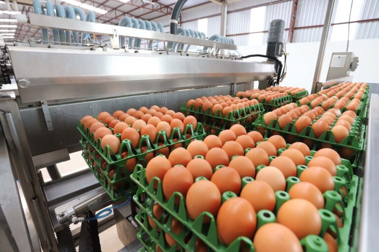 Paraná tem 2º maior valor de produção pecuária do país: R$ 18,5 bilhões